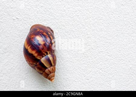 Snail, Land snail, Garden snail, Terrestrial pulmonate gastropod molluscs climb up on white gray cement wall. Stock Photo