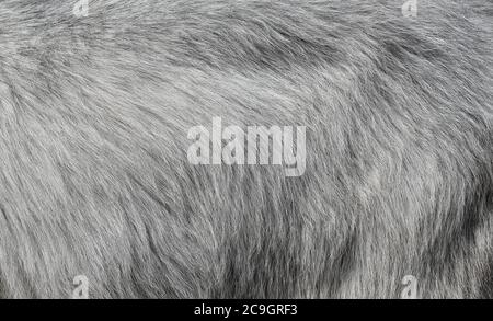Gray goat fur background. Light gray fur texture close up Stock Photo