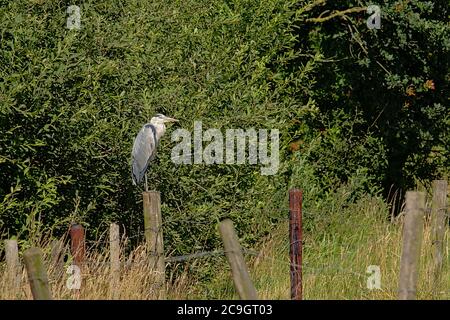 Grey seron sitting on a pole with trees in the background - Ardeidae Stock Photo