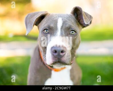 A blue and white Pit Bull mixed breed puppy with floppy ears looking at the camera Stock Photo