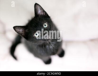 A young black shorthair kitten looking up a the camera with a curious expression Stock Photo