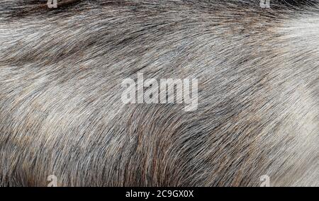Gray goat fur background. Light gray fur texture close up Stock Photo