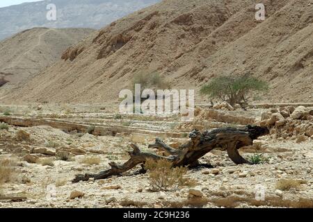Dead dry fallen tree in a valley on mountains background. Desert Negev. Stock Photo