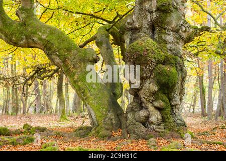 Common beech (Fagus sylvatica), old hornbeam, bizarre tree shape, Hesse, Germany Stock Photo