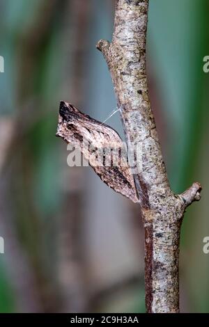 Belted pupa of a Swallowtail butterfly (Papilio machaon), Switzerland Stock Photo