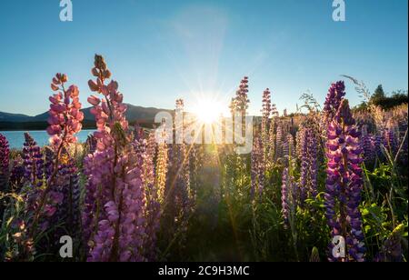 Purple Large-leaved lupins (Lupinus polyphyllus), sunrise, Lake Tekapo off Southern Alps, Canterbury, South Island, New Zealand Stock Photo