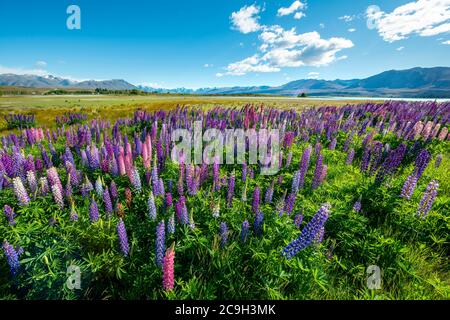 Purple large-leaved lupins (Lupinus polyphyllus), Lake Tekapo in front of Southern Alps, Canterbury, South Island, New Zealand Stock Photo