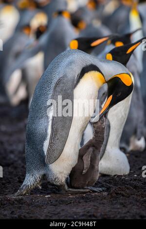 King penguin (Aptenodytes patagonicus) with chicks, breeding colony, Volunteer Point, Falkland Islands Stock Photo