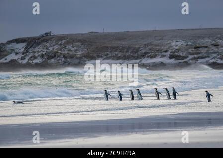 King penguins (Aptenodytes patagonicus) running into the water, Volunteer Point, Falkland Islands, Great Britain Stock Photo