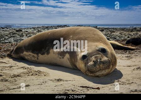 Southern elephant seal (Mirounga leonina), female animal resting on the beach, Carcass Island, Falkland Islands, Great Britain Stock Photo
