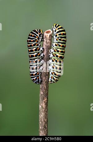 Two caterpillars of the Swallowtail butterfly (Papilio machaon), Switzerland Stock Photo