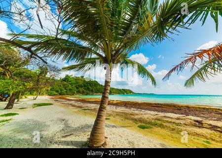 Palm tree in La Saline beach in Guadeloupe, French west indies. Lesser Antilles, Caribbean sea Stock Photo