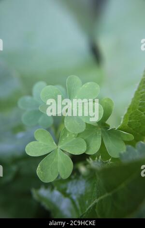 Legendary green clover plant growing in the backyard. Stock Photo