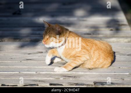 Red tabby tom-cat lying on a veranda Stock Photo