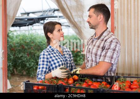 Farmer couple engaged in ripe tomatoes harvesting in greenhouse, friendly talking in vegetable store during break Stock Photo