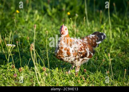 Colorful young chicken rooster of the breed 'Stoapiperl', an endangered breed from Austria Stock Photo