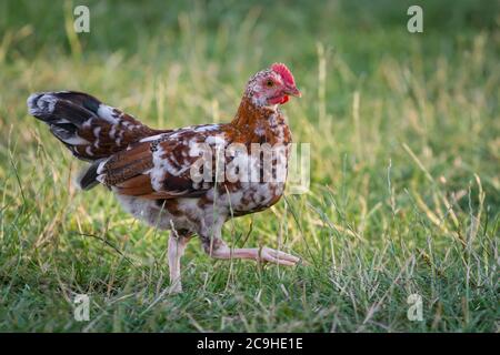 Colorful young chicken rooster of the breed 'Stoapiperl', an endangered breed from Austria Stock Photo