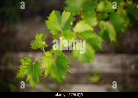 Fresh green grape leaves on the long branch in summer garden closeup. Stock Photo
