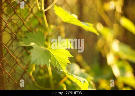 Green grape leaf on the branch in sunny summer garden closeup. Art bokeh. Stock Photo