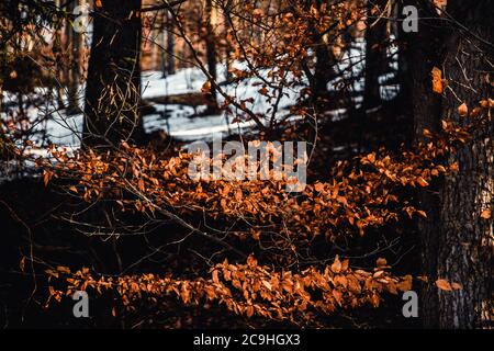 Early spring lights on autumn leaves Stock Photo