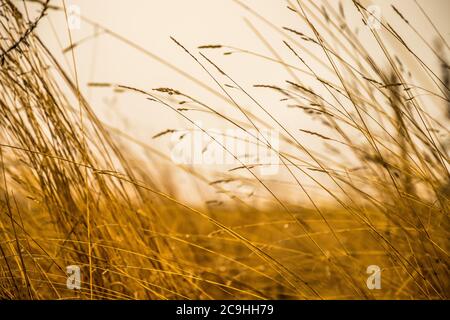 Windy meadow after autumn rain Stock Photo