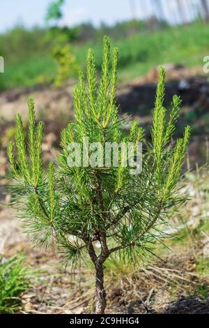 Young shoots on the branches of pine trees in the forest Stock Photo