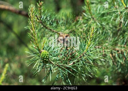 Young shoots and green cones on pine branches in the forest Stock Photo
