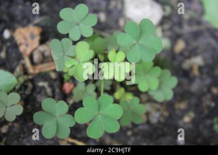 Legendary green clover plant growing in the backyard. Stock Photo