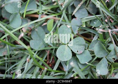 Legendary green clover plant growing in the backyard. Stock Photo