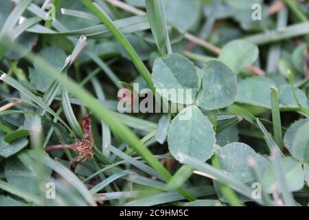 Legendary green clover plant growing in the backyard. Stock Photo