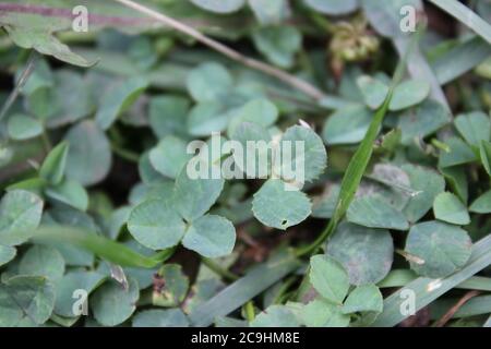 Legendary green clover plant growing in the backyard. Stock Photo