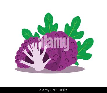 Purple cauliflower isolated on white background. Stock Vector