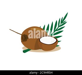 Brown coconut isolated on white background. Stock Vector