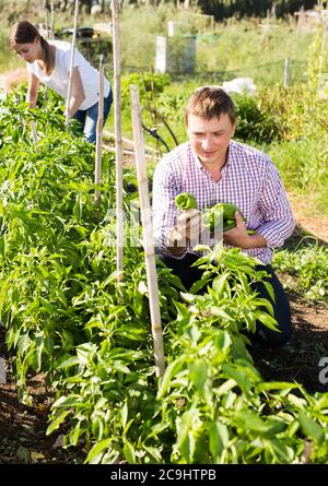 Positive man horticulturist  picking  harvest of  peppers  in garden, woman on background Stock Photo