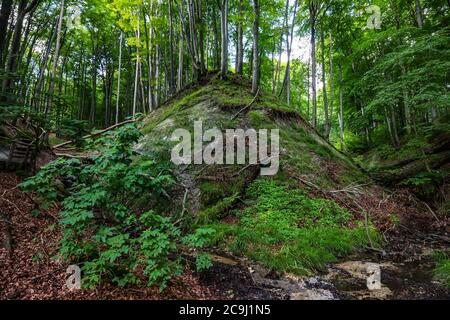Trees in the beech forest at Jasmund National Park, Rügen, Germany, part of the 'Ancient and Primeval Beech Forests' UNESCO world heritage site. Stock Photo