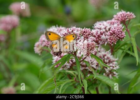 Hedge Brown Butterfly on Hemp Agrimony flowers Stock Photo
