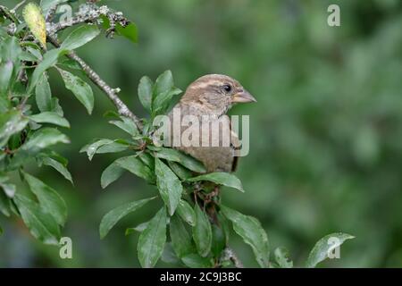Female house Sparrow in a Blackthorn bush UK Stock Photo