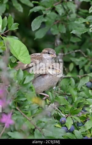 Two juvenile House Sparrows in a Blackthorn bush Stock Photo