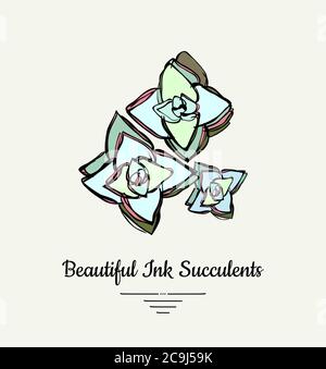 Crassula hand drawn succulent vector isolated illustration. Modern ink succulent plant logo, icon, poster, banner, postcard. Minimalistic floral Stock Vector