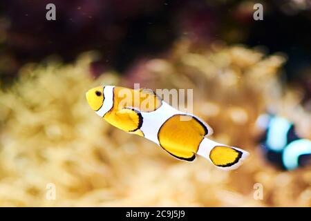 Clown fish swimming in the ocean, colorful, orange, sand, algae, light Stock Photo