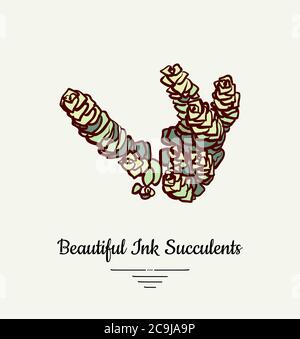 Crassula hand drawn succulent vector isolated illustration. Modern ink succulent plant logo, icon, poster, banner, postcard. Minimalistic floral Stock Vector