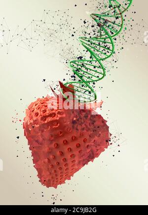 Genetically modified strawberry, illustration. Stock Photo