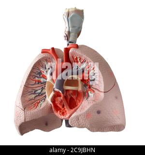 Anatomical model of the internal organs. Stock Photo