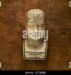 Phrenology head against a wooden background. Stock Photo