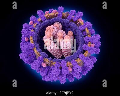 Illustration showing the structure of an influenza (flu) virus. At the virus's core are ribonucleoprotein particles that include the viral RNA (ribonu