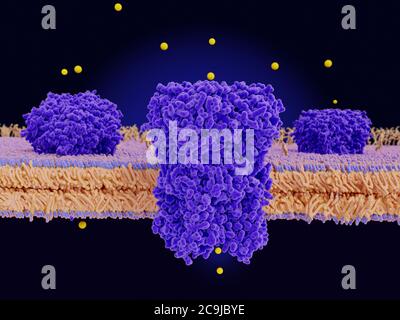 Illustration of chloride channels (purple) in a cell membrane. Chloride ...