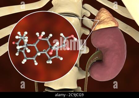 hormones the adrenal gland produces