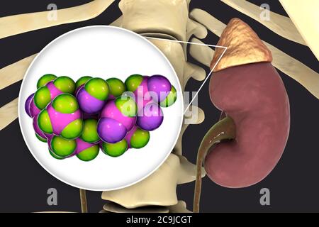 Illustration of an adrenal gland and molecular model of adrenaline ...