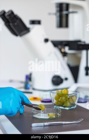 Food safety inspector working in laboratory. Stock Photo