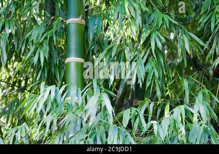 Bamboo forest. Stock Photo